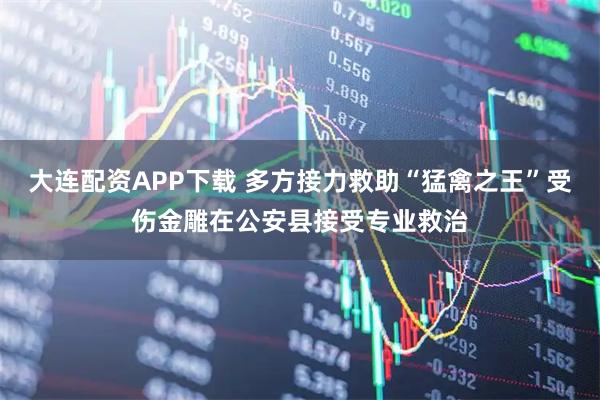 大连配资APP下载 多方接力救助“猛禽之王”受伤金雕在公安县接受专业救治