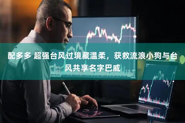 配多多 超强台风过境藏温柔，获救流浪小狗与台风共享名字巴威