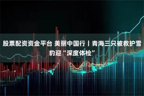 股票配资资金平台 美丽中国行丨青海三只被救护雪豹迎“深度体检”